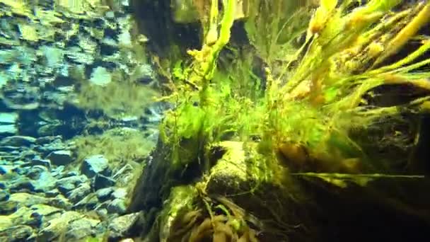 Невероятный подводный мир горной реки — стоковое видео