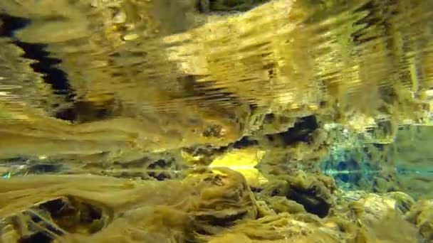Un monde sous-marin incroyable d'une rivière de montagne — Video