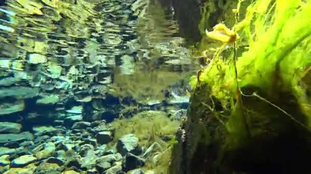 Un monde sous-marin incroyable d'une rivière de montagne — Video