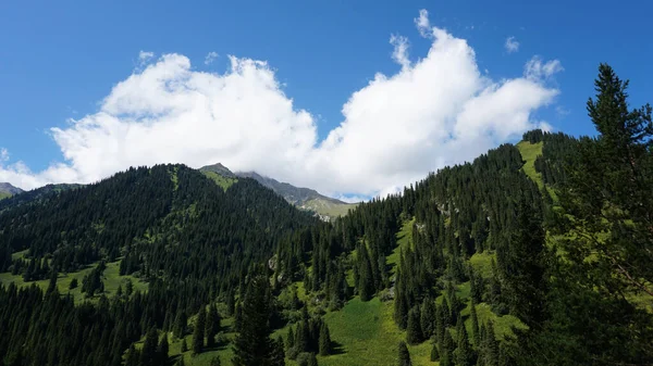 Green high mountains covered with coniferous trees — Stock Photo, Image