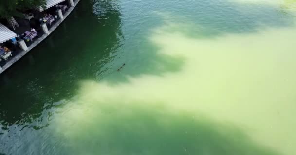 A flock of ducks swims in the city Park in a pond. — Stock Video