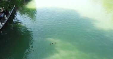 Bir ördek sürüsü yüzer şehirde Park 'ta bir gölette.