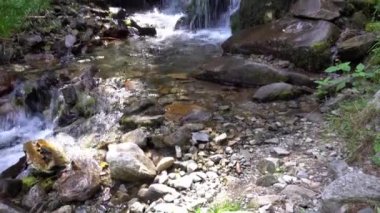 Bir dağ ormandaki küçük bir şelale.