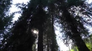 Güneş ağaçların arasından parlıyor.