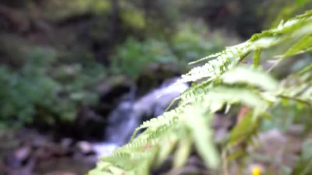 Una pequeña cascada en un bosque de montaña . — Vídeos de Stock