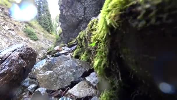 Un árbol cubierto de musgo verde yace en el río. — Vídeos de Stock