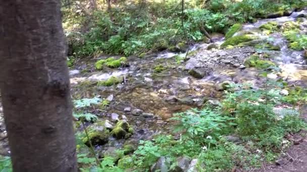 Ein Waldweg entlang eines Gebirgsflusses. — Stockvideo