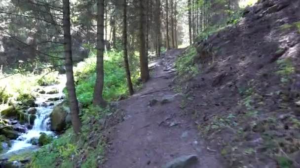 Un sentier forestier le long d'une rivière de montagne. — Video