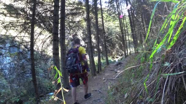 Voyagez seul à travers la forêt de montagne. — Video