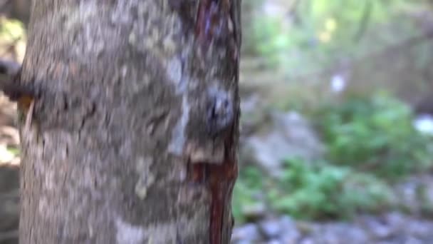 Droge stammen en takken van bomen bij de rivier. — Stockvideo