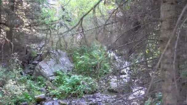 Troncos secos y ramas de árboles cerca del río. — Vídeos de Stock