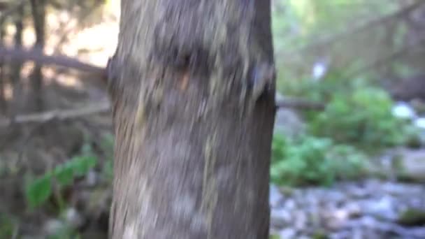 Tronchi secchi e rami di alberi vicino al fiume. — Video Stock