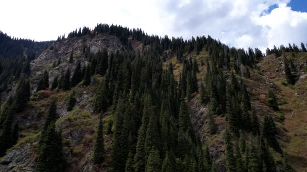 La garganta de la montaña está cubierta de árboles de coníferas. — Vídeos de Stock