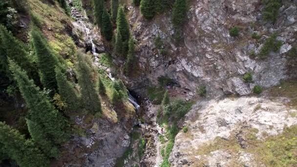 Alberi verdi conifere nella gola con il fiume — Video Stock