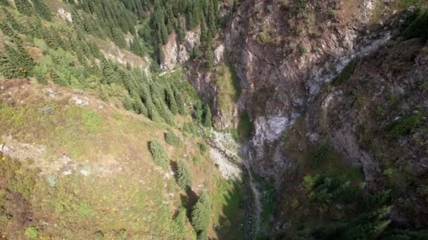 Árboles verdes de coníferas en el barranco con el río — Vídeos de Stock