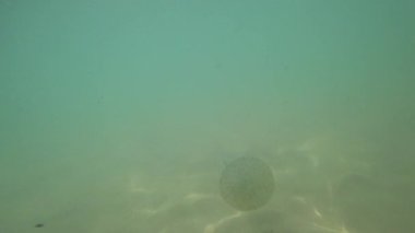 Şeffaf denizanası yavaşça kumlu deniz tabanının yanında titreşiyor, karmaşık iç yapıları ortaya çıkarıyor ve yarı şeffaf çan zarında süzülen simbiyotik zooxanthellae