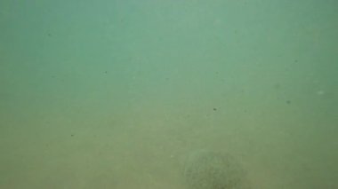 Şeffaf denizanası zarif bir şekilde kumlu deniz tabanında sürükleniyor, yeşil sualtı ortamında insan eliyle nazik bir etkileşimle titreşiyor.