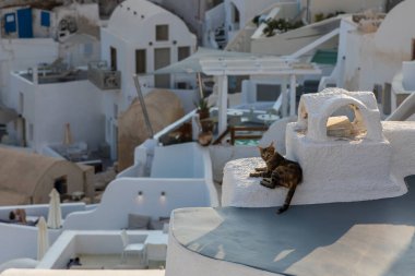 Santorini, Cyclades, Yunanistan 'daki Oia kasabasındaki vahşi sokak kedisi..
