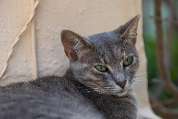 島のOia町通りの野生野良猫 Santorini Cyclades Greece — ストック写真