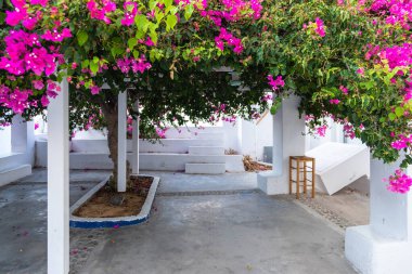 Beyaz binaların arasında avlu, begonvillerin pembe çiçekleri, Oia, Santorini Adası, Yunanistan.