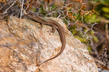 Lacerta agilis olarak da bilinen kum kertenkelesi bir kayanın üzerinde oturuyor. Bir kertenkeleyle yakınlaş. Etrafta dikenli çalılar var. Ios, Ada, Yunanistan.