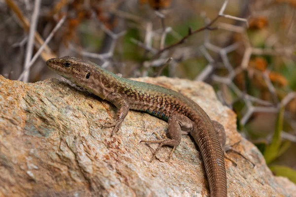 Sand Lizard Also Known Lacerta Agilis Sitting Rock Close Lizard — Stock Photo, Image