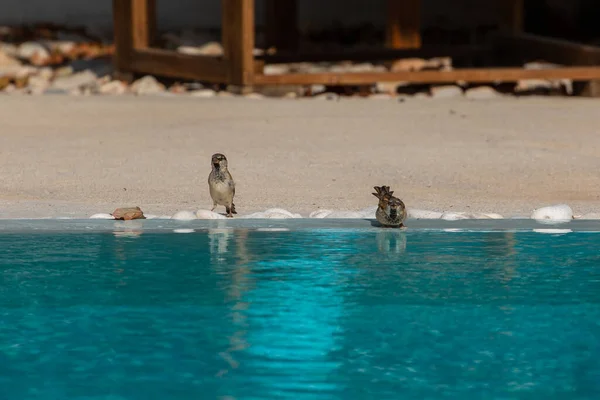 Sparrow Edge Pool Drinking Water Ios Island Greece — Stock Photo, Image