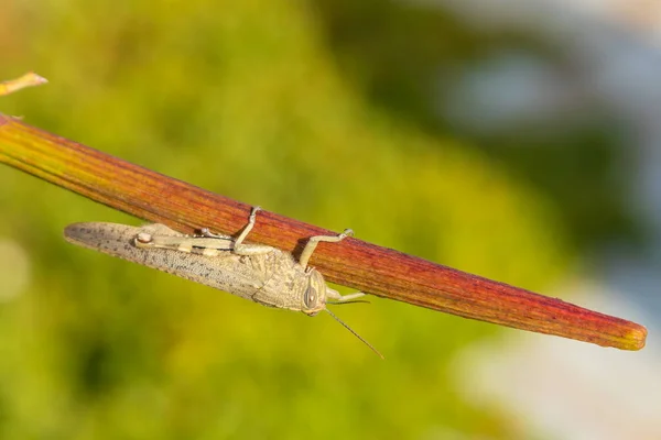Inseto Cicada Cicada Close Ramo Seu Habitat Natural Fotografia Macro — Fotografia de Stock