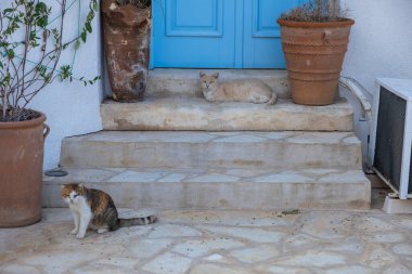 Mavi kapının önünde iki vahşi kedi. Folegandros adasındaki Chora kasabası. Cyclades, Yunanistan.