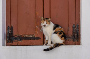Kahverengi bir kapının önünde oturan vahşi beyaz-kahverengi. Adanın Chora kasabası Folegandros. Cyclades, Yunanistan.