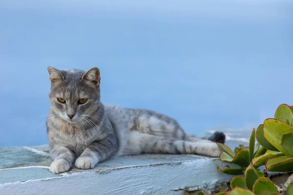 野猫躺在墙上 乔拉镇大街上的岛屿Folegandros 背景是爱琴海 希腊Cyclades — 图库照片