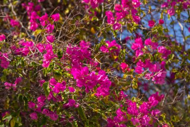 Pembe küçük çiçekli ağaç dalı. Doğal ortam. Folegandros Adası, Yunanistan.