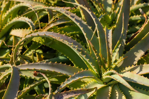 Vihreä Aloe Vera Kasvi Luonnonympäristö Folegandros Island Kreikka — kuvapankkivalokuva