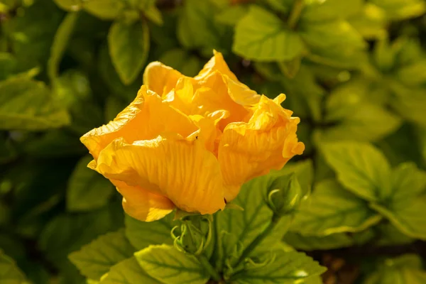 Buds Yellow Roses Bushes Natural Environment Folegandros Island Greece — Stock Photo, Image