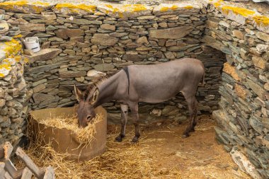 Taş duvar ağılında saman yiyen bir eşek Folegandros Adası kırsalının tipik bir örneği, Kiklad Takımadası, Yunanistan.
