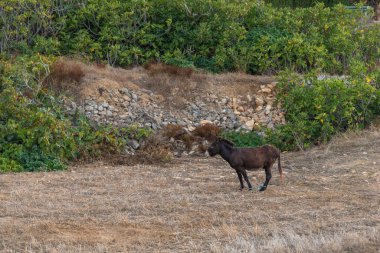 Otlakta bir eşek. Arka planda orman var. Folegandros Adası, Yunanistan.
