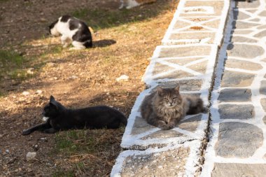 Kaldırımdaki merdivenlerde yatan vahşi beyaz-kahverengi kediler. Paros Adası 'ndaki Piso Livadi şehir sokağında. Cyclades, Yunanistan.