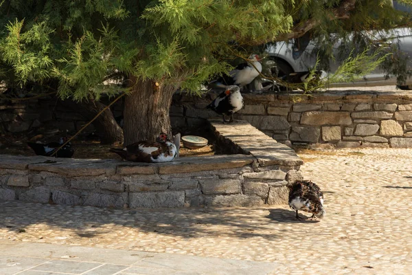 Patos Franceses Sombra Sob Uma Árvore Naousa Paros Island Grécia — Fotografia de Stock