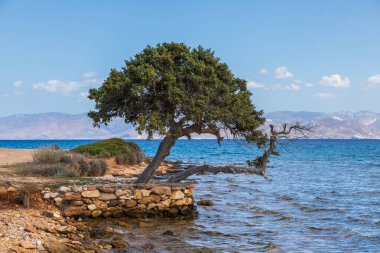 Paros adasının kıyısındaki cüce ağacı. Ege Denizi manzarası. Cyclades Takımadaları, Yunanistan.