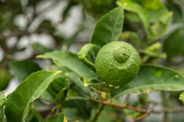 Bahçedeki ağaç dallarında sallanan kireç meyveleri. Hasat konsepti. Antiparos Adası, Yunanistan.