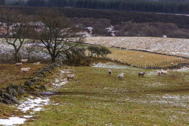 Angus 'taki karla kaplı tepelerin manzarası. Kırsal alan. Aberdeenshire, İskoçya, İngiltere.