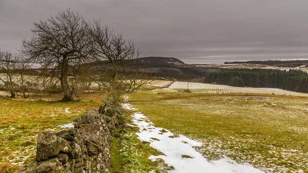 Vista Das Colinas Cobertas Neve Angus Paisagem Rural Aberdeenshire Escócia — Fotografia de Stock