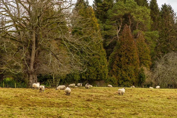 Utsikt Över Ängen Med Betande Får Landsbygd Aberdeenshire Skottland Förenade — Stockfoto