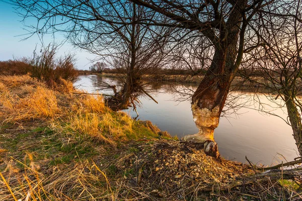 春のワルタ川の風景公園 自然2000 大ポーランド ポーランド — ストック写真
