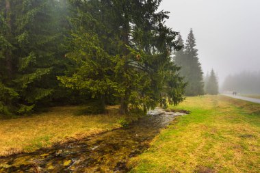 Zakopane yakınlarındaki Tatra Dağları 'ndaki Chocholowska Vadisi manzarası. Sisli bir bahar günü.