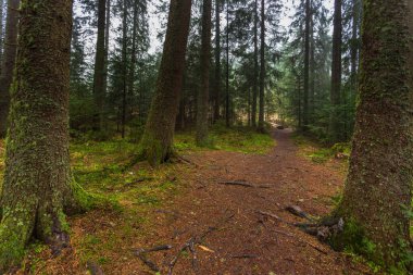 Zakopane yakınlarındaki Tatra Dağları 'ndaki Chochoolwska Vadisi' nin manzarası. Sisli bir bahar günü.