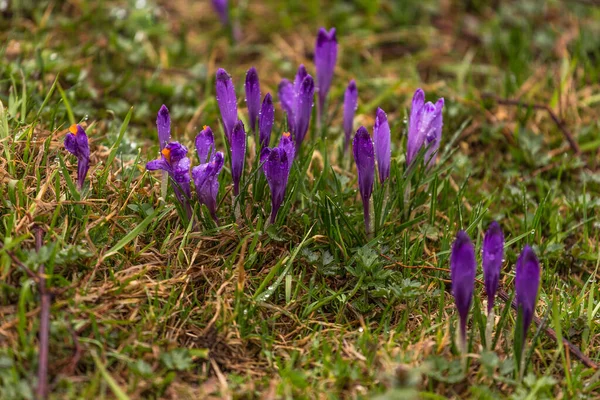 Blühende Krokusse Auf Der Lichtung Von Chocholowska Einem Nebligen Frühlingstag — Stockfoto