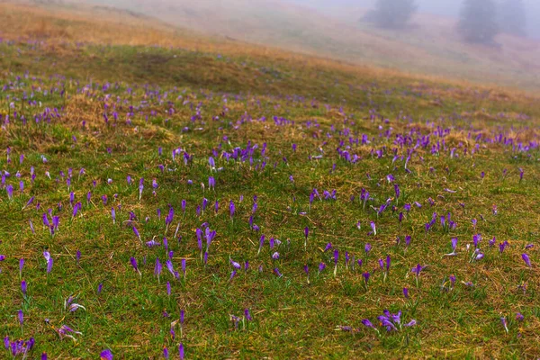 Blühende Krokusse Auf Der Lichtung Von Chocholowska Einem Nebligen Frühlingstag — Stockfoto