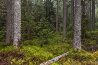 Zakopane yakınlarındaki Tatra Dağları 'ndaki Bialki Vadisi' nin manzarası. Sisli bir bahar günü.