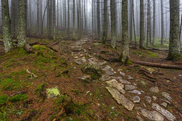 Vue Sur Vallée Bialki Dans Les Montagnes Tatra Près Zakopane — Photo